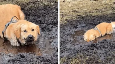 Пухнасте поросятко: песик занурився у болото по самі вуха, змусивши усіх щиро посміятись