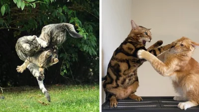 15 котиків, які влаштували справжні бої - до таких краще не наближатись