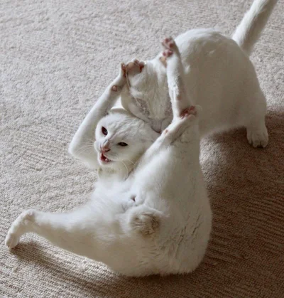 15 котиків, які влаштували справжні бої - до таких краще не наближатись - фото 855921