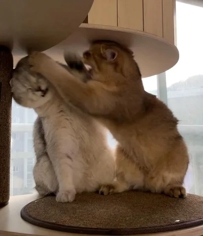 15 котиків, які влаштували справжні бої - до таких краще не наближатись - фото 855922