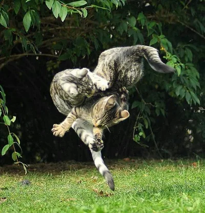 15 котиків, які влаштували справжні бої - до таких краще не наближатись - фото 855924