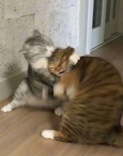 15 котиків, які влаштували справжні бої - до таких краще не наближатись - фото 855925