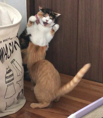 15 котиків, які влаштували справжні бої - до таких краще не наближатись - фото 855926