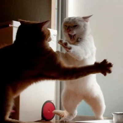 15 котиків, які влаштували справжні бої - до таких краще не наближатись - фото 855927