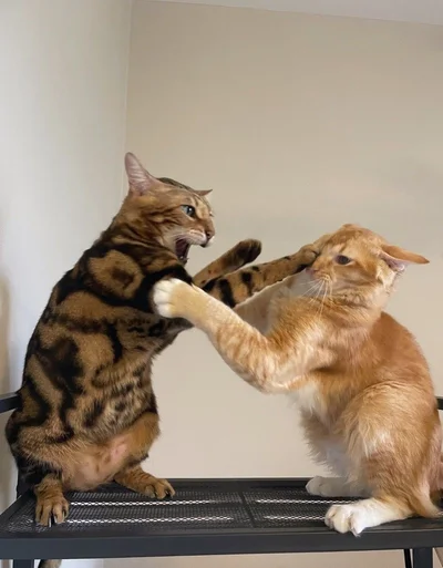 15 котиків, які влаштували справжні бої - до таких краще не наближатись - фото 855928