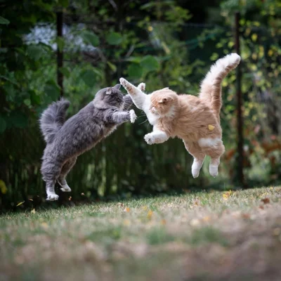 15 котиків, які влаштували справжні бої - до таких краще не наближатись - фото 855929