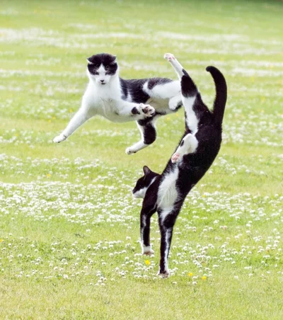 15 котиків, які влаштували справжні бої - до таких краще не наближатись - фото 855930