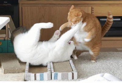 15 котиків, які влаштували справжні бої - до таких краще не наближатись - фото 855931