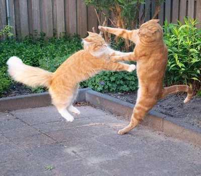 15 котиків, які влаштували справжні бої - до таких краще не наближатись - фото 855933