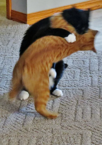 15 котиків, які влаштували справжні бої - до таких краще не наближатись - фото 855934