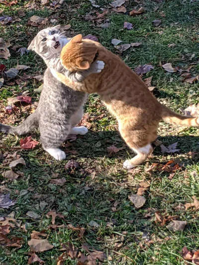 15 котиків, які влаштували справжні бої - до таких краще не наближатись - фото 855935