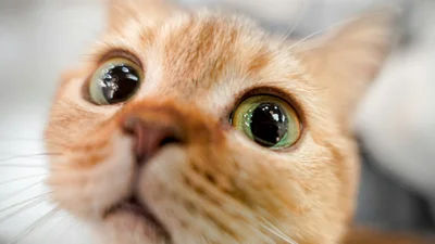 Життєві меми з котиками, у яких неможливо не впізнати себе