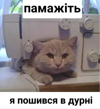Меми з котами - фото 856438