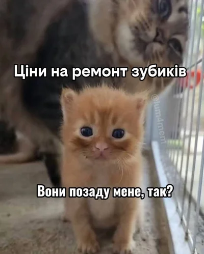 Меми з котами - фото 856439