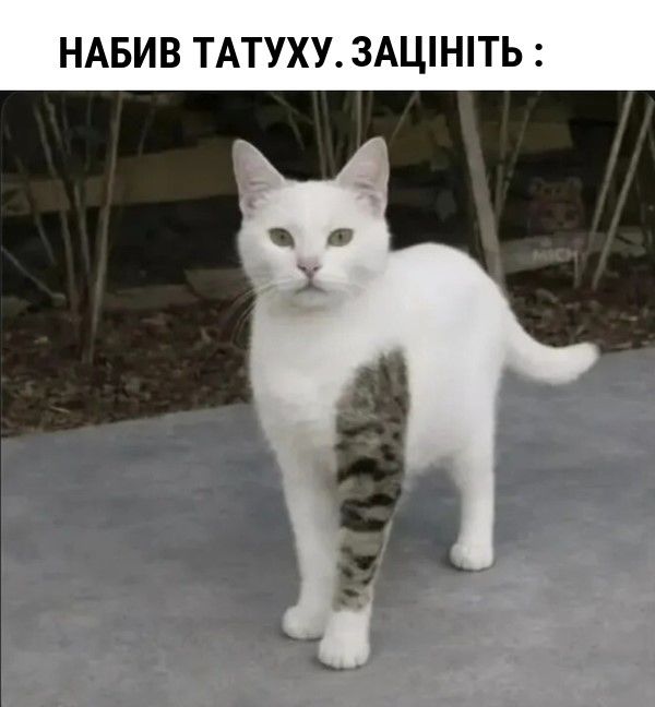 Жизненные мемы с котиками, в которых невозможно не узнать себя - 856440 Жизненные мемы с котиками, в которых невозможно не узнать себя - фото 856440