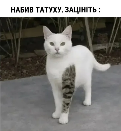 Меми з котами - фото 856440