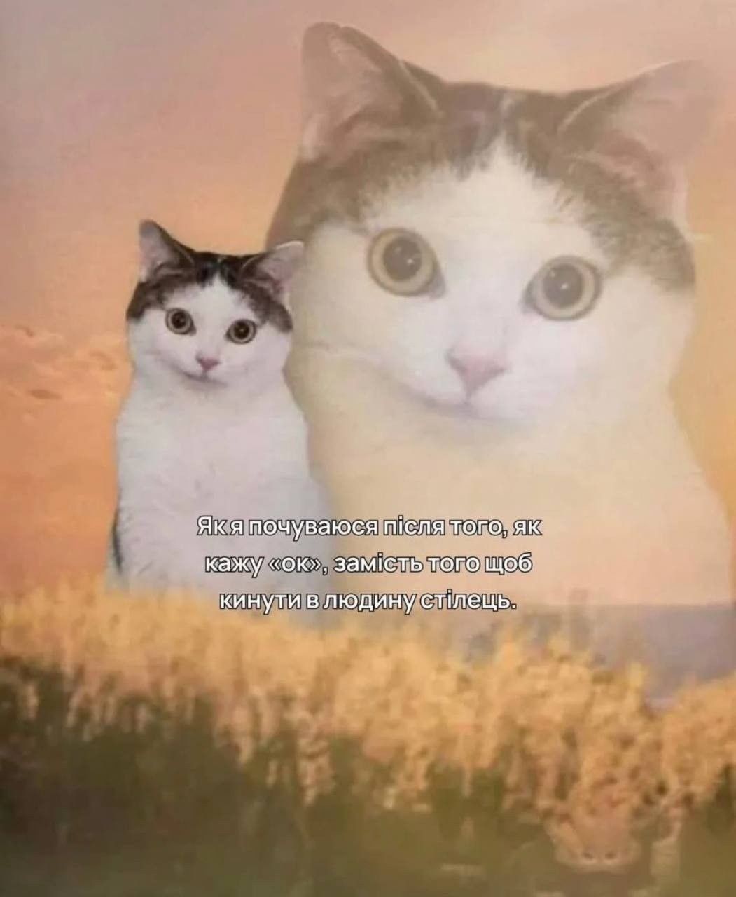 Жизненные мемы с котиками, в которых невозможно не узнать себя - 856441 Жизненные мемы с котиками, в которых невозможно не узнать себя - фото 856441