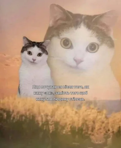 Меми з котами - фото 856441