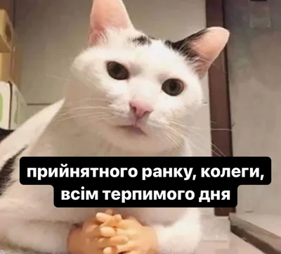 Меми з котами - фото 856443