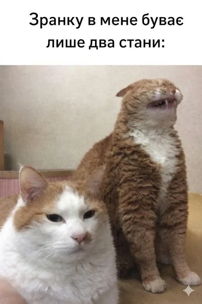 Меми з котами - фото 856444