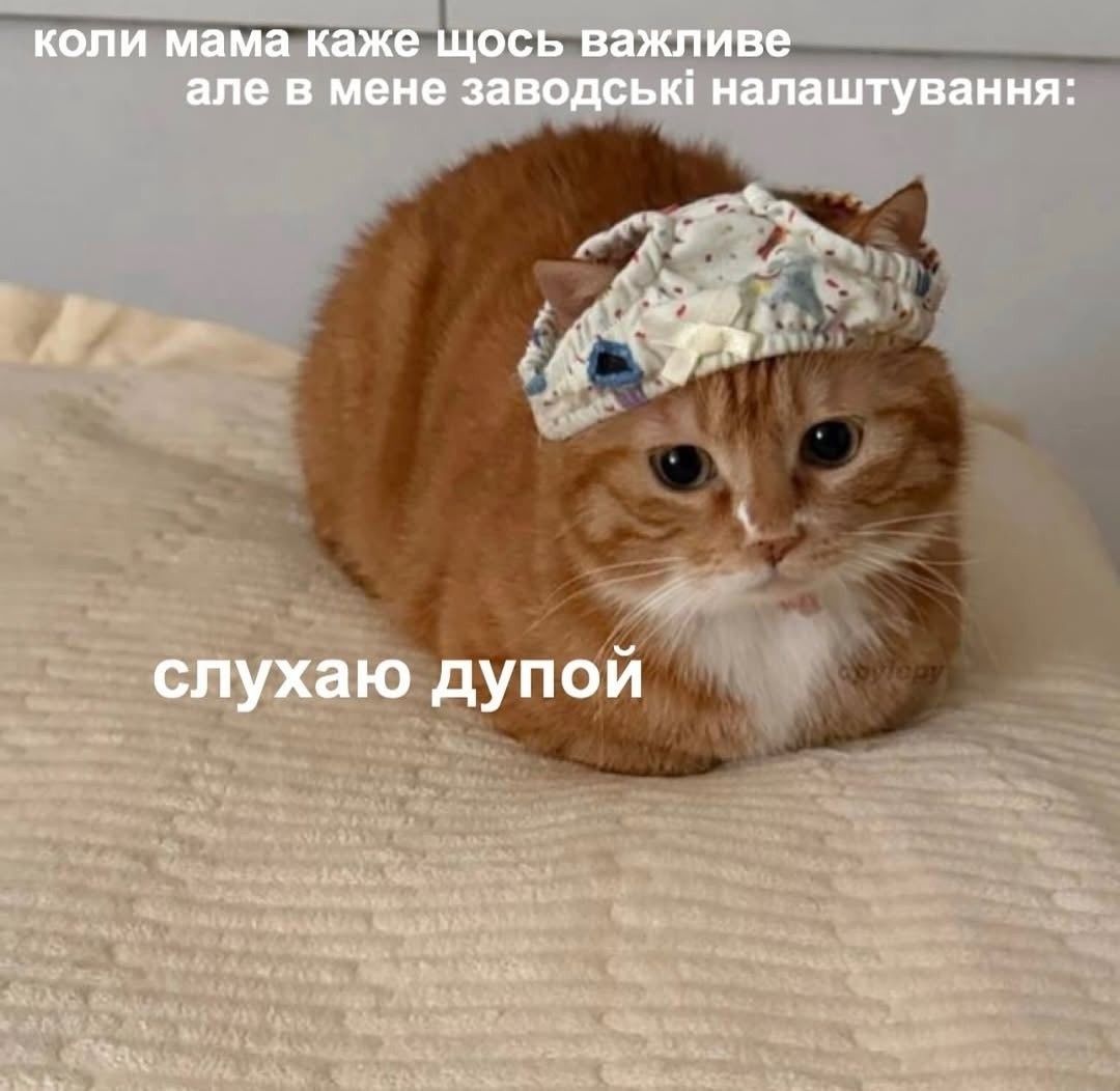 Жизненные мемы с котиками, в которых невозможно не узнать себя - 856446 Жизненные мемы с котиками, в которых невозможно не узнать себя - фото 856446