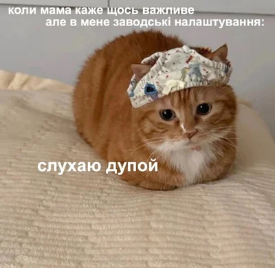 Меми з котами - фото 856446