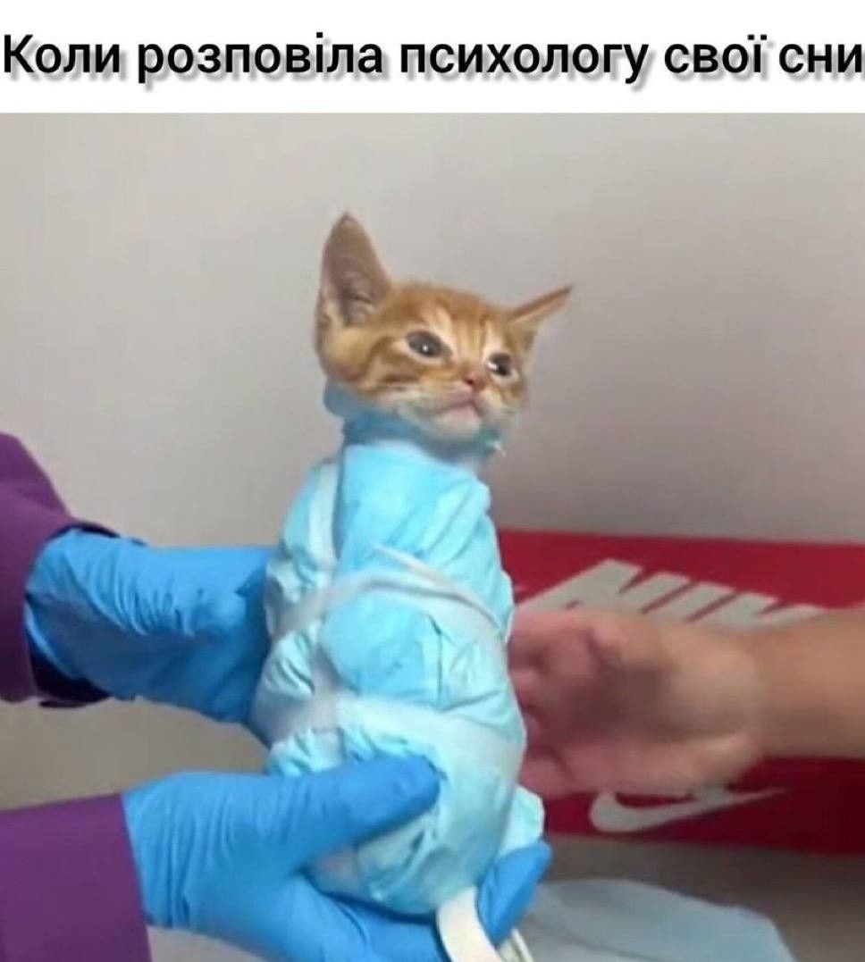 Жизненные мемы с котиками, в которых невозможно не узнать себя - 856447 Жизненные мемы с котиками, в которых невозможно не узнать себя - фото 856447