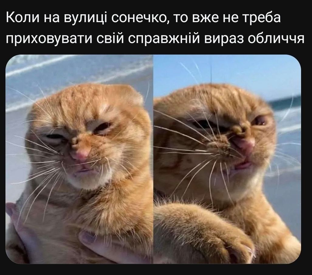 Жизненные мемы с котиками, в которых невозможно не узнать себя - 856448 Жизненные мемы с котиками, в которых невозможно не узнать себя - фото 856448
