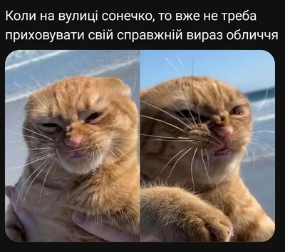 Меми з котами - фото 856448