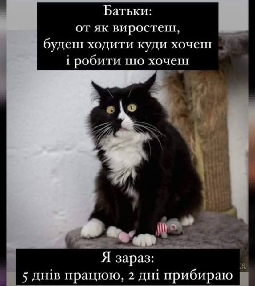 Жизненные мемы с котиками, в которых невозможно не узнать себя - 856449 Жизненные мемы с котиками, в которых невозможно не узнать себя - фото 856449
