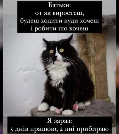 Меми з котами - фото 856449