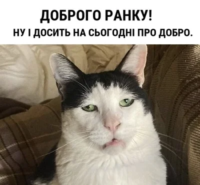 Меми з котами - фото 856452