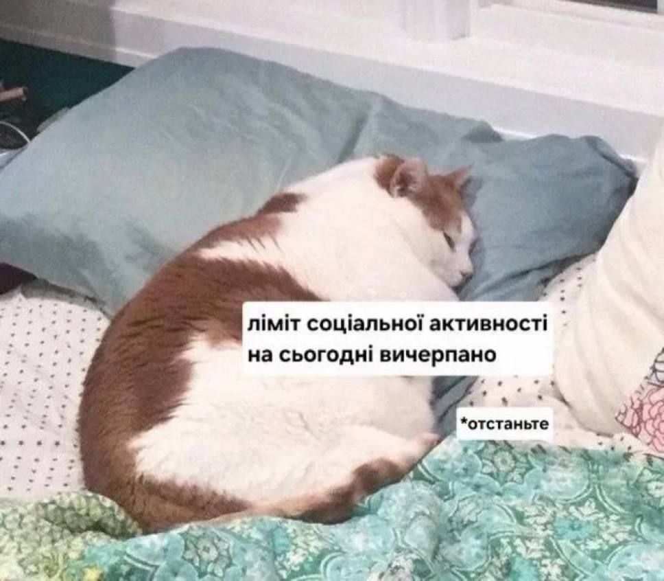 Жизненные мемы с котиками, в которых невозможно не узнать себя - 856453 Жизненные мемы с котиками, в которых невозможно не узнать себя - фото 856453