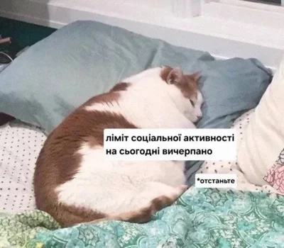 Меми з котами - фото 856453