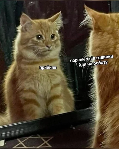 Меми з котами - фото 856454