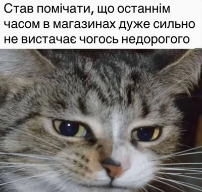 Меми з котами - фото 856455