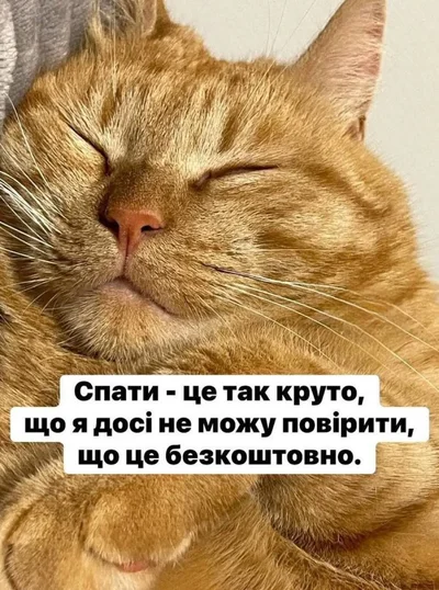 Меми з котами - фото 856456
