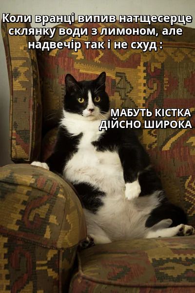 Жизненные мемы с котиками, в которых невозможно не узнать себя - 856457 Жизненные мемы с котиками, в которых невозможно не узнать себя - фото 856457