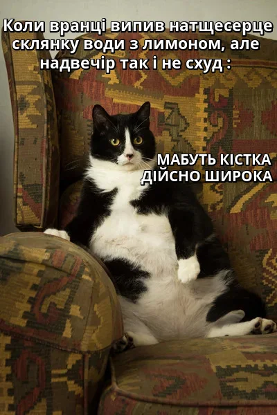 Меми з котами - фото 856457