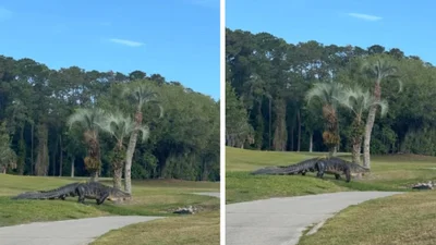 Парк Юрського періоду: гігантський крокодил шокував людей появою на полі для гольфу