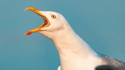 Нахабний мартин не зміг вкрасти бургер, але вкусив дівчину - кумедне відео