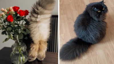 Конкурс на найпухнастіший хвостик: українці у Threads показують достоїнства своїх котиків