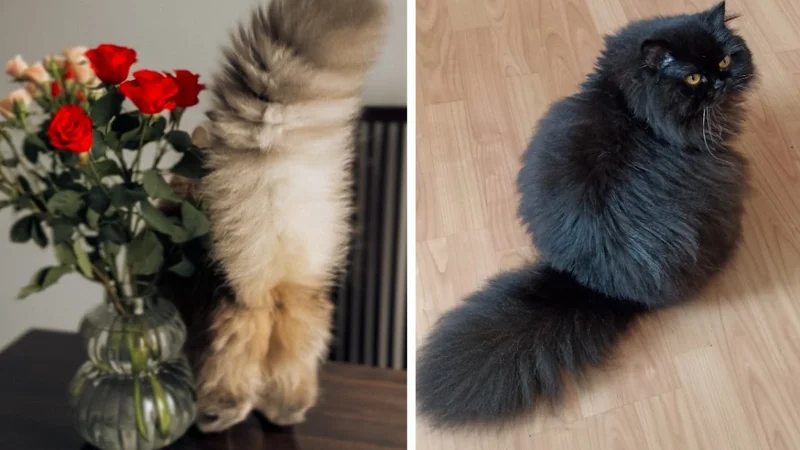 Конкурс на найпухнастіший хвостик: українці у Threads показують достоїнства своїх котиків