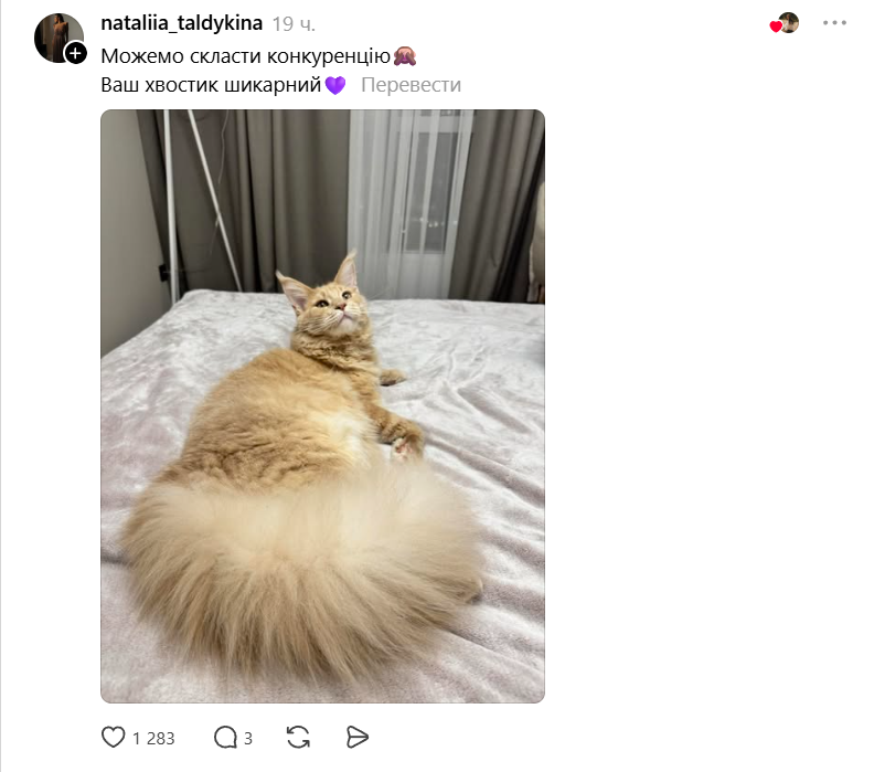 Конкурс на самый пушистый хвостик: украинцы в Threads показывают достоинства своих котиков - фото 856971