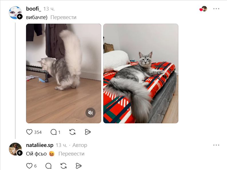Конкурс на самый пушистый хвостик: украинцы в Threads показывают достоинства своих котиков - фото 856972