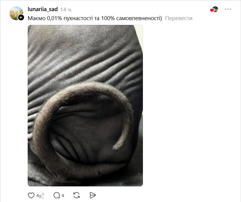 Конкурс на самый пушистый хвостик: украинцы в Threads показывают достоинства своих котиков - фото 856973