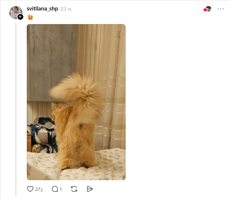 Конкурс на самый пушистый хвостик: украинцы в Threads показывают достоинства своих котиков - фото 856975