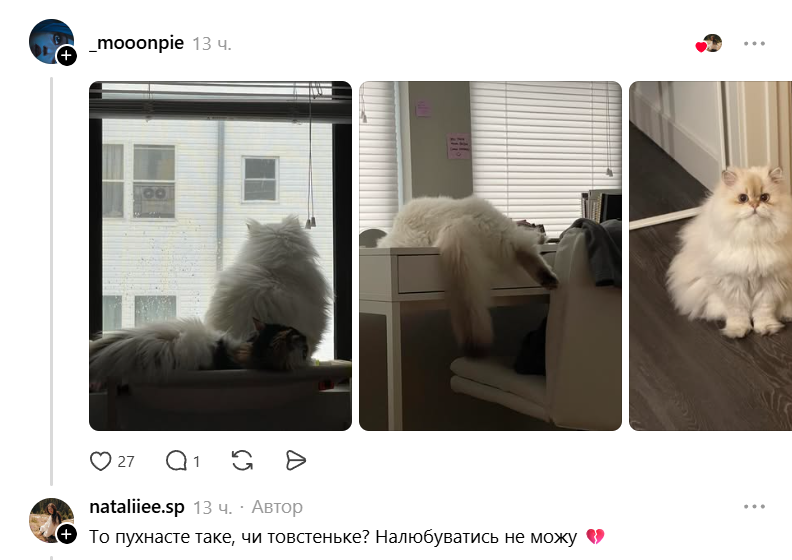 Конкурс на самый пушистый хвостик: украинцы в Threads показывают достоинства своих котиков - фото 856976
