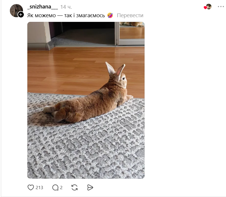 Конкурс на самый пушистый хвостик: украинцы в Threads показывают достоинства своих котиков - фото 856978