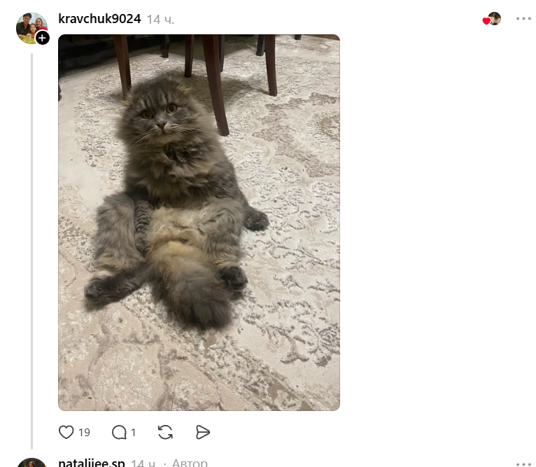 Конкурс на самый пушистый хвостик: украинцы в Threads показывают достоинства своих котиков - фото 856980